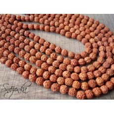 Rudraksha 8 mm, 1 ks