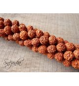 Rudraksha 10 mm