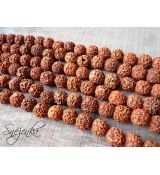 Rudraksha 14 mm